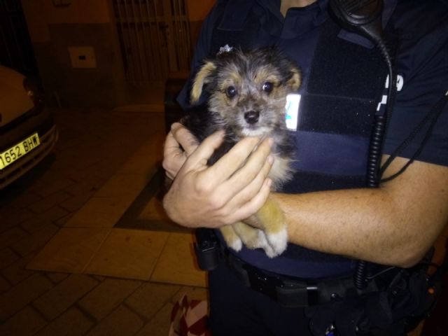 La Policía Local de Lorca rescata a un perro arrojado a un contenedor soterrado del Barrio de San Cristóbal - 2, Foto 2