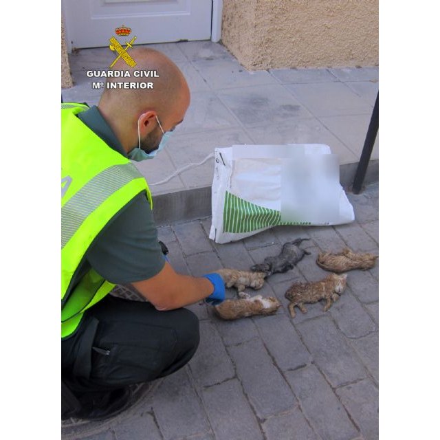 La Guardia Civil investiga al presunto autor de asfixiar hasta la muerte a cinco gatos - 1, Foto 1