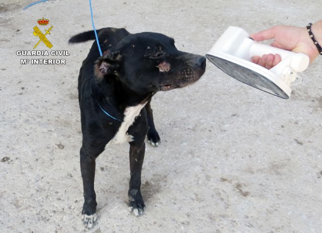 La Guardia Civil investiga a un vecino de Cartagena por el abandono de un perro de raza potencialmente peligrosa - 1, Foto 1