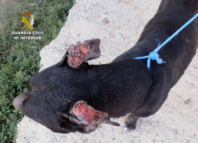 La Guardia Civil investiga a un vecino de Cartagena por el abandono de un perro de raza potencialmente peligrosa - 2, Foto 2