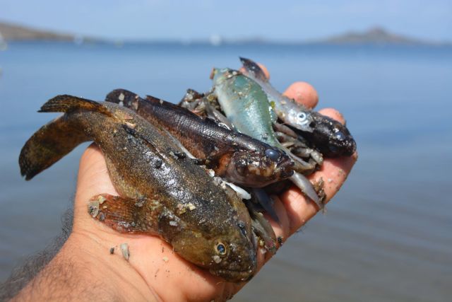 ANSE y WWF confirman que continúa la mortalidad de miles de peces y crustáceos en el Mar Menor - 1, Foto 1
