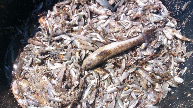 ANSE y WWF confirman que continúa la mortalidad de miles de peces y crustáceos en el Mar Menor - 2, Foto 2