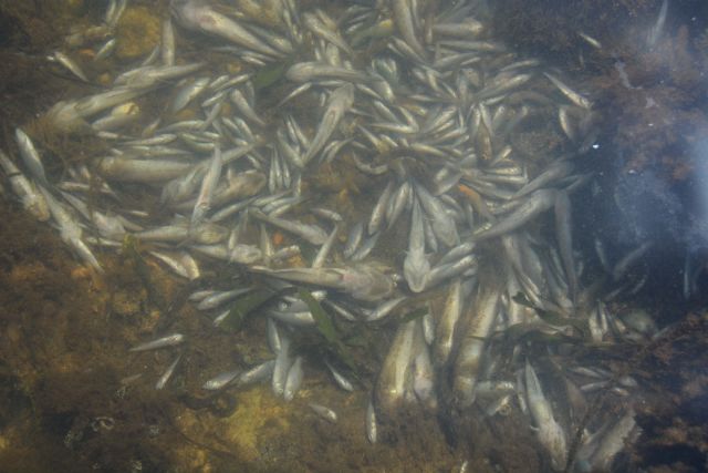 ANSE y WWF confirman que continúa la mortalidad de miles de peces y crustáceos en el Mar Menor - 4, Foto 4