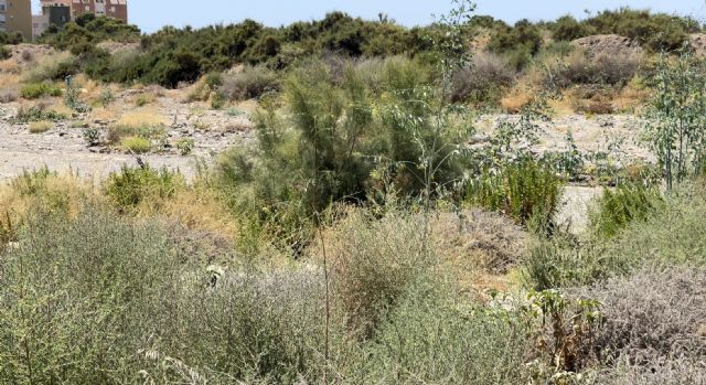 La dejadez de la CHS obliga a gastar fondos municipales en la limpieza de ramblas ante la amenaza de DANA - 1, Foto 1