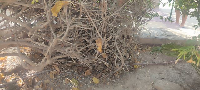 El PSOE de Lorca denuncia el estado de abandono del Parque de la Estación en Almendricos y pide mayor compromiso con las pedanías durante la época estival - 1, Foto 1