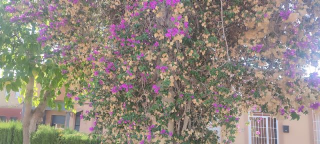 El PSOE de Lorca denuncia el estado de abandono del Parque de la Estación en Almendricos y pide mayor compromiso con las pedanías durante la época estival - 2, Foto 2