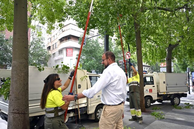 Más de 3.000 árboles del municipio son objeto de refaldeo para garantizar la seguridad de viandantes y circulación de vehículos - 1, Foto 1