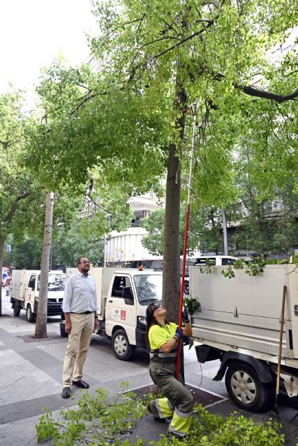Más de 3.000 árboles del municipio son objeto de refaldeo para garantizar la seguridad de viandantes y circulación de vehículos - 2, Foto 2