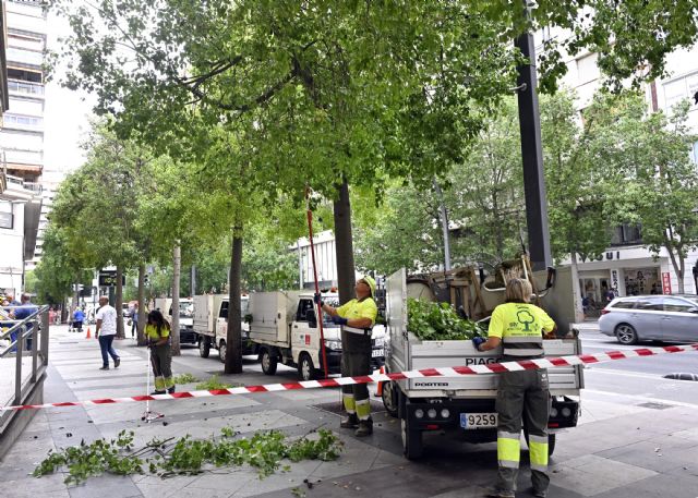 Más de 3.000 árboles del municipio son objeto de refaldeo para garantizar la seguridad de viandantes y circulación de vehículos - 3, Foto 3