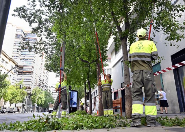 Más de 3.000 árboles del municipio son objeto de refaldeo para garantizar la seguridad de viandantes y circulación de vehículos - 5, Foto 5