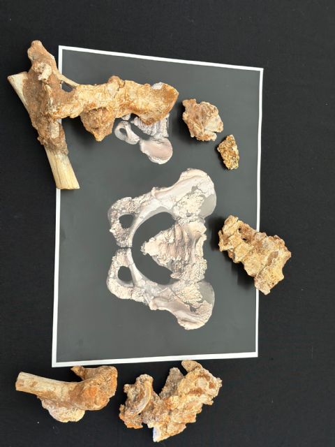 Estudio sobre la pelvis de Paloma publicado en la prestigiosa revista PNAS - 4, Foto 4