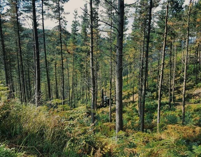 Central Forestal, la división de silvicultura de la compañía situada en Iurreta (Vizcaya), dispone de la certificación PEFC™, que garantiza que los bosques se gestionan de forma responsable - 1, Foto 1