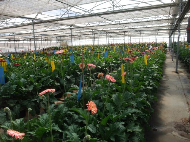 El grupo municipal del PP solicitará al Pleno  la aprobación de un Plan de Actuación Municipal de apoyo a la flor cortada ante el Día de Todos los Santos - 1, Foto 1