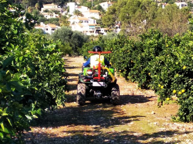 El CGC alerta sobre las cada vez más asiduas incursiones en la UE de plagas foráneas “prioritarias”, las más graves - 1, Foto 1