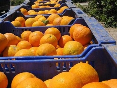 Win Totana IU rises to Parliament a motion of "Rejection of the measure approved in the European Parliament seriously damage to the citrus sector in Spain", Foto 2