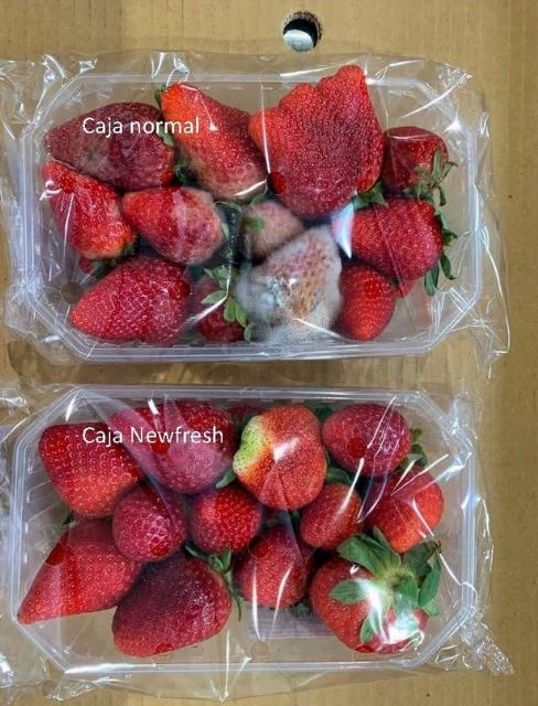 El envase activo Newfresh desarrollado por la UPCT y SAECO gana el premio a la Innovación de Bankia - 2, Foto 2