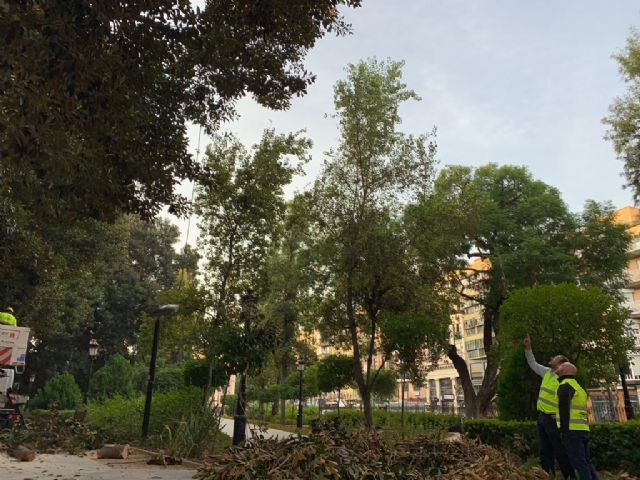 Arbolistas con certificación europea revisan los ficus ´macrophylla´ de los jardines de la ciudad - 2, Foto 2