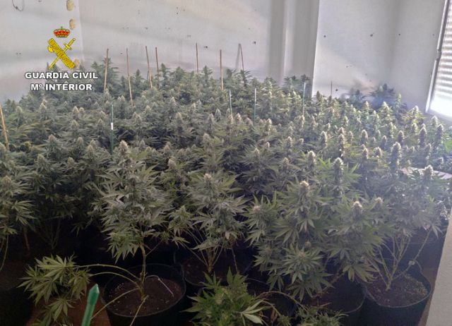 La Guardia Civil desmantela en un piso de Fortuna un invernadero con más de un centenar de plantas de marihuana - 1, Foto 1