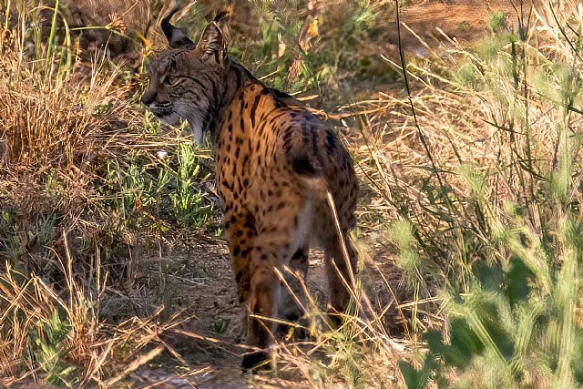 En busca del lince ibérico, un safari de lujo sin tiros - 1, Foto 1