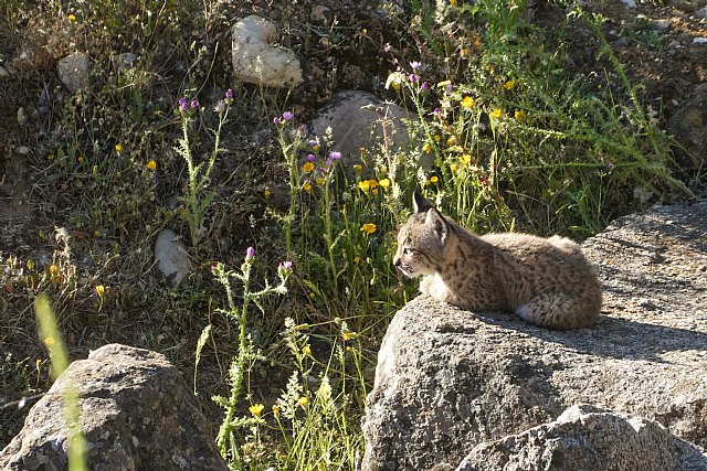 En busca del lince ibérico, un safari de lujo sin tiros - 2, Foto 2