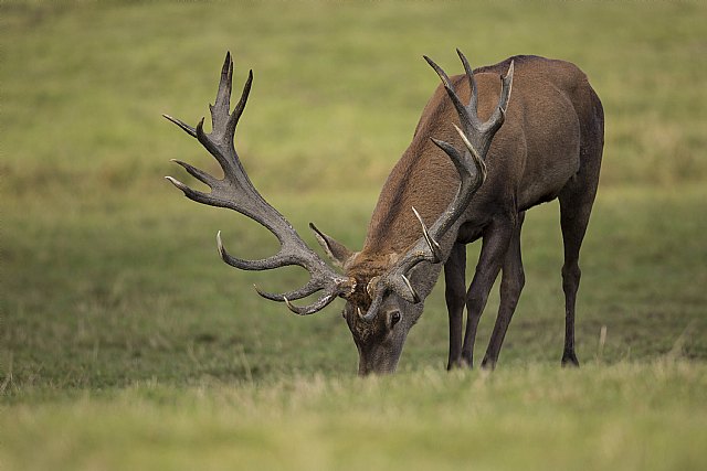 En busca del lince ibérico, un safari de lujo sin tiros - 3, Foto 3