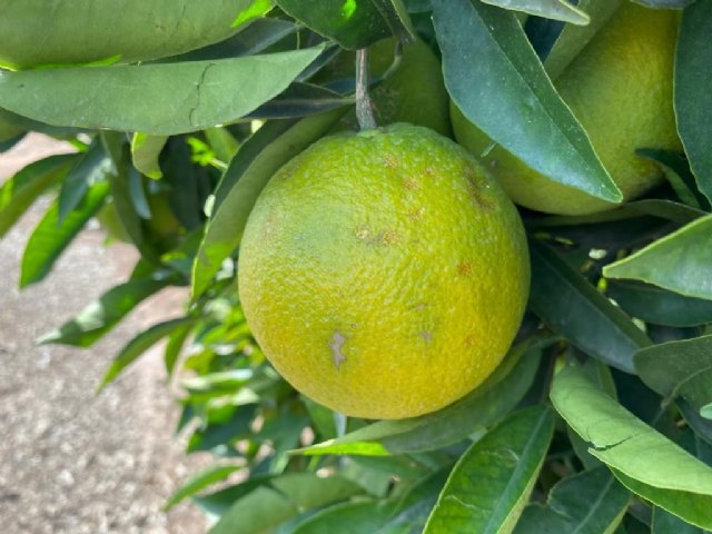 Agroseguro estima en 8 millones de euros los daños provocados por la DANA en producciones agrícolas de la Comunidad Valenciana - 1, Foto 1