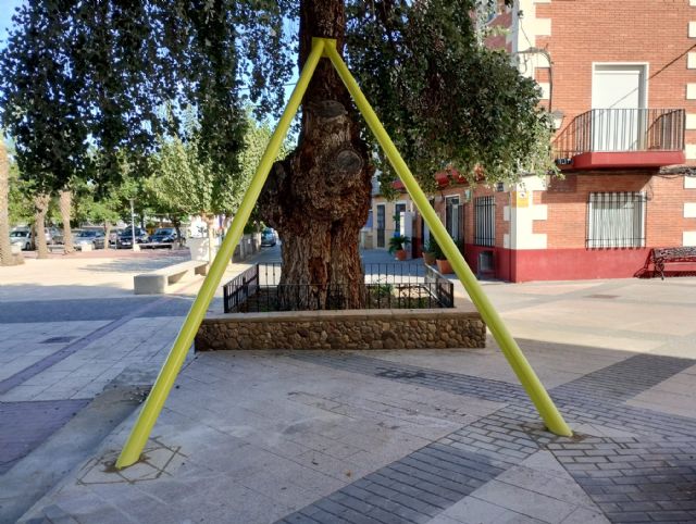 La Comunidad sanea el árbol monumental ´Álamo de Albudeite´ - 1, Foto 1
