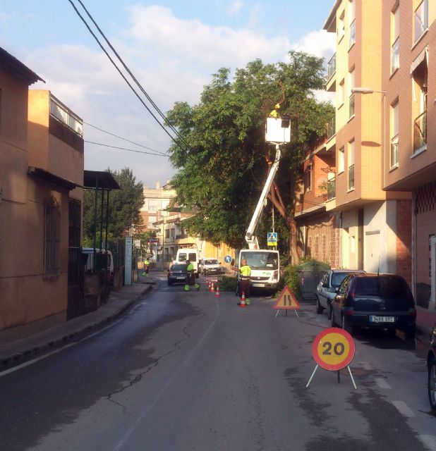 Comienza la poda de invierno de más de un millar de árboles en Murcia y pedanías - 1, Foto 1