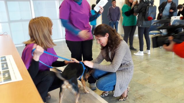 700 animales domésticos serán chipados gratuitamente - 3, Foto 3