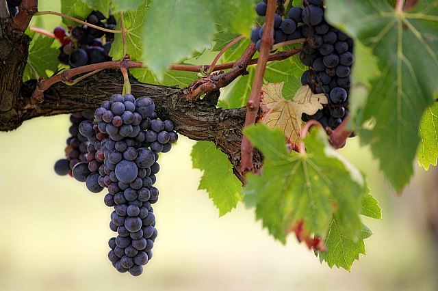 El plazo para contratar los seguros de uva de vino y cultivos herbáceos extensivos finaliza el 20 de diciembre - 1, Foto 1
