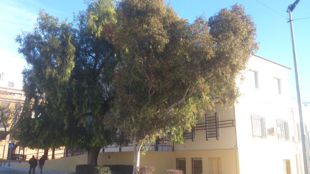 IU-Verdes denuncia el incumplimiento de la reposición de árboles talados - 1, Foto 1