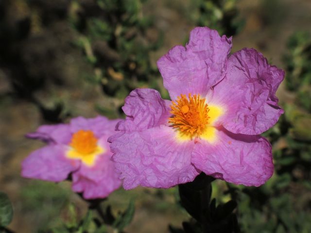 La Consejería de Medio Ambiente y la UPCT colaboran para evitar la extinción de la jara de Cartagena - 1, Foto 1