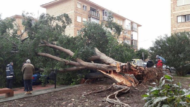 Cae un arbol de grandes dimensiones en la barriada Jose Maria Lapuerta - 1, Foto 1