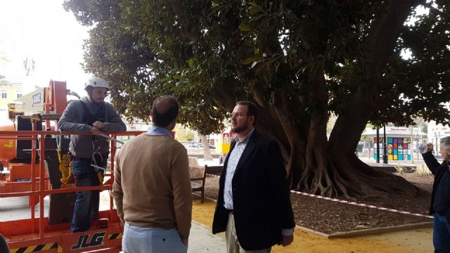 Comienza la instalación de sensores en dos ficus del jardín de Floridablanca - 1, Foto 1