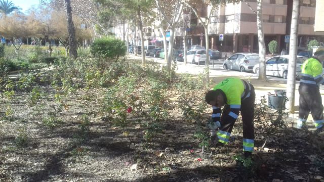 Parques y Jardines poda más de 10.000 rosales para conseguir una mayor floración en primavera - 1, Foto 1