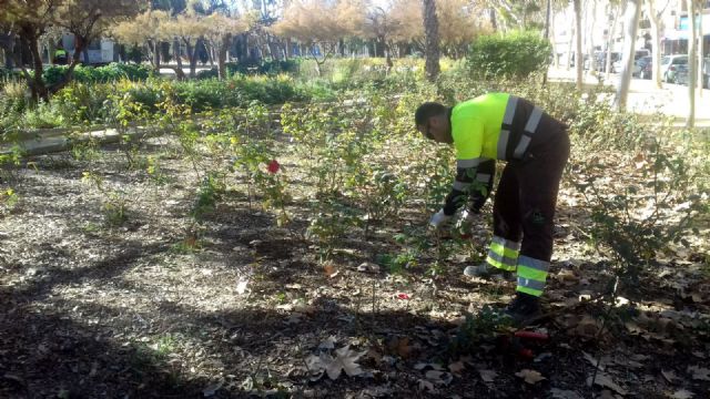 Parques y Jardines poda más de 10.000 rosales para conseguir una mayor floración en primavera - 2, Foto 2