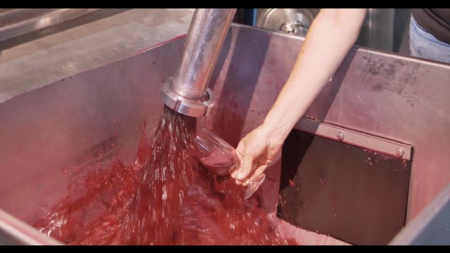 Vendimia 2020 histórica en la DOP Jumilla - 2, Foto 2