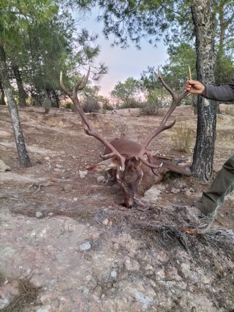 Ecologistas en Acción critica la autorización de una batida de ciervos en Cieza - 1, Foto 1