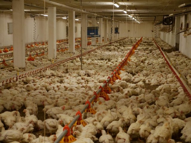 Equalia ONG lamenta que la nueva guía del Consejo Nacional del Pollo de EEUU no aborde las razas de crecimiento rápido - 1, Foto 1
