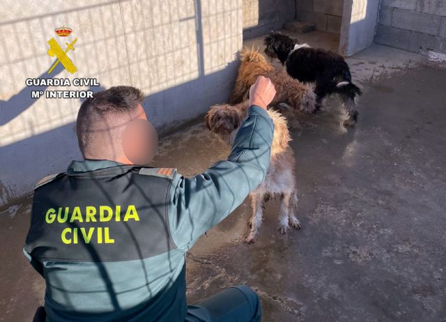 La Guardia Civil investiga a dos vecinos de Águilas por maltrato animal - 2, Foto 2