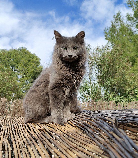 Las razas de gatos más buscadas en España - 1, Foto 1