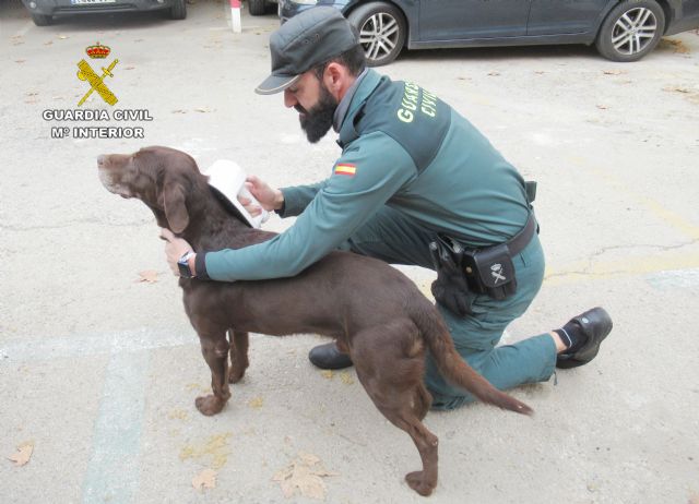 La Guardia Civil investiga a los dueños de dos perros que resultaron muertos a causa de un atropello - 1, Foto 1