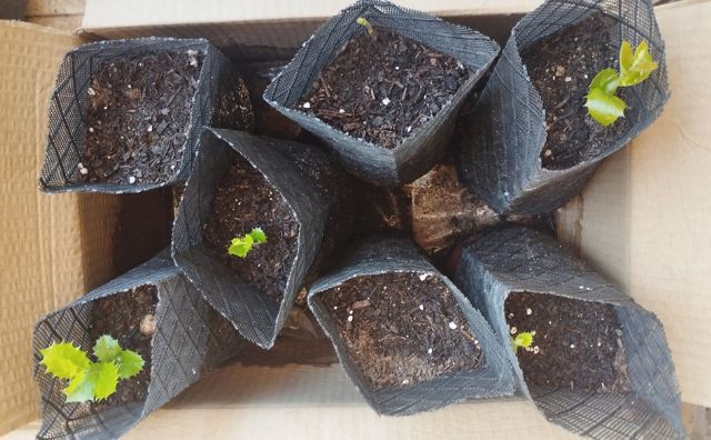 Aprendiendo de las cinco encinas - 1, Foto 1