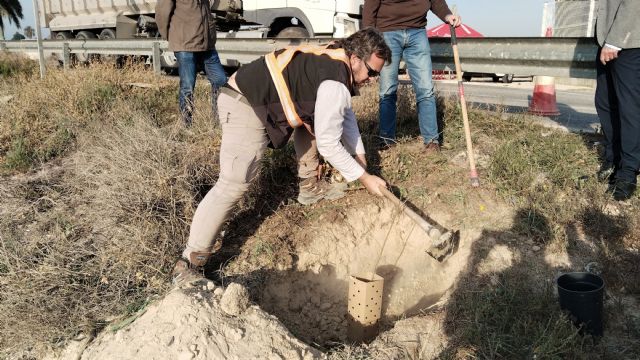 Voluntarios plantan medio centenar de olmos a orillas del río Segura para recuperar los antiguos dominios de la huerta - 3, Foto 3