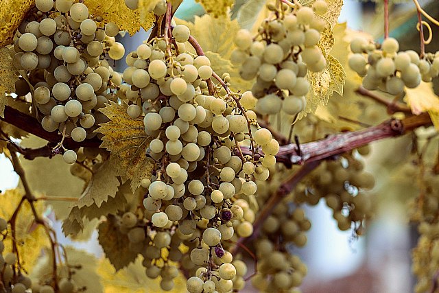 Agroseguro continúa desde casa al lado de los agricultores y ganaderos españoles - 1, Foto 1