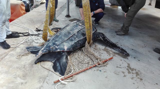 Rescatado un ejemplar de tortuga laúd en aguas de Mazarrón y trasladado al Oceanogràfic de Valencia para la recuperación de sus lesiones - 1, Foto 1