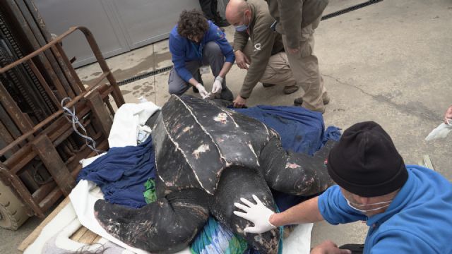 Rescatado un ejemplar de tortuga lad en aguas de Mazarrn y trasladado al Oceanogrfic de Valencia para la recuperacin de sus lesiones, Foto 2