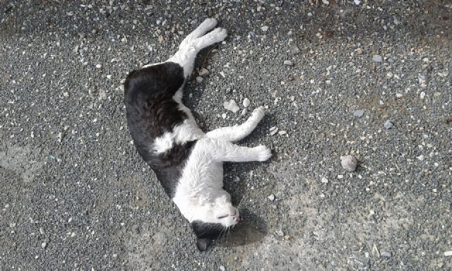Ola de envenenamientos en las Colonias Felinas Protegidas de Dolores de Pacheco - 1, Foto 1
