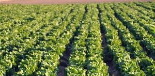 Retos y Oportunidades del Sector Hotofrutícola de la Región de Murcia - 1, Foto 1