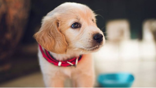 El mejor regalo para el mejor amigo del hombre - 1, Foto 1